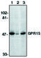 G Protein-Coupled Receptor 15 antibody, MBS396004, MyBioSource, Western Blot image 