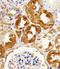 LIM Domain Kinase 2 antibody, LS-C203840, Lifespan Biosciences, Immunohistochemistry paraffin image 
