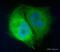 Eukaryotic Translation Initiation Factor 4A2 antibody, ab31218, Abcam, Immunocytochemistry image 