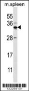 Forkhead Box I2 antibody, 56-358, ProSci, Western Blot image 