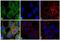 Mouse IgG antibody, 31547, Invitrogen Antibodies, Immunofluorescence image 