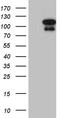 E74 Like ETS Transcription Factor 4 antibody, CF810096, Origene, Western Blot image 