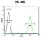 WD Repeat Domain 93 antibody, abx026293, Abbexa, Flow Cytometry image 