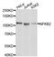 Nuclear Factor Kappa B Subunit 2 antibody, abx127111, Abbexa, Western Blot image 