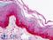 Nudix Hydrolase 9 antibody, LS-B988, Lifespan Biosciences, Immunohistochemistry paraffin image 