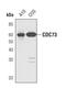 Cell Division Cycle 73 antibody, PA5-17159, Invitrogen Antibodies, Western Blot image 