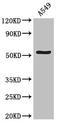 Autophagy Related 13 antibody, LS-C677219, Lifespan Biosciences, Western Blot image 