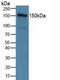 Tight Junction Protein 2 antibody, LS-C373327, Lifespan Biosciences, Western Blot image 