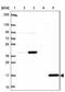 Cytidine deaminase antibody, NBP2-39019, Novus Biologicals, Western Blot image 