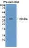 Phosphoprotein Membrane Anchor With Glycosphingolipid Microdomains 1 antibody, LS-C374882, Lifespan Biosciences, Western Blot image 