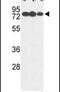 Glucuronidase Beta antibody, PA5-26357, Invitrogen Antibodies, Western Blot image 