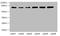 Zinc Finger Protein 555 antibody, A63940-100, Epigentek, Western Blot image 