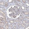 Calmodulin-binding transcription activator 1 antibody, HPA036343, Atlas Antibodies, Immunohistochemistry paraffin image 