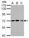 Phenylalanyl-TRNA Synthetase Subunit Beta antibody, NBP2-16430, Novus Biologicals, Western Blot image 