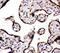 Arom antibody, PA1489, Boster Biological Technology, Immunohistochemistry paraffin image 
