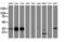 Annexin A3 antibody, LS-C172467, Lifespan Biosciences, Western Blot image 