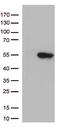 G Protein Subunit Alpha L antibody, TA812961, Origene, Western Blot image 