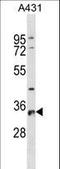 Ribosomal Protein S6 antibody, LS-C156016, Lifespan Biosciences, Western Blot image 