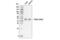 CAMP Responsive Element Binding Protein 1 antibody, 99578S, Cell Signaling Technology, Western Blot image 