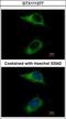 Caspase Recruitment Domain Family Member 6 antibody, GTX111277, GeneTex, Immunocytochemistry image 