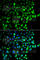 RAB31, Member RAS Oncogene Family antibody, A7506, ABclonal Technology, Immunofluorescence image 