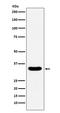 Deleted In Azoospermia Like antibody, M02069, Boster Biological Technology, Western Blot image 