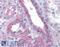 Flotillin 2 antibody, 45-052, ProSci, Immunohistochemistry paraffin image 