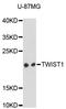 Twist Family BHLH Transcription Factor 1 antibody, A3237, ABclonal Technology, Western Blot image 