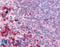 TNF Receptor Associated Factor 6 antibody, LS-B190, Lifespan Biosciences, Immunohistochemistry frozen image 