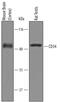 CD34 antibody, PA5-47849, Invitrogen Antibodies, Western Blot image 