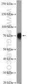 PVR Cell Adhesion Molecule antibody, 27486-1-AP, Proteintech Group, Western Blot image 
