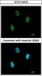 E2F-binding site-modulating activity protein antibody, GTX114373, GeneTex, Immunocytochemistry image 