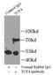 Transcription Factor 4 antibody, FNab08553, FineTest, Immunoprecipitation image 