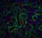 DNA fragmentation factor subunit beta antibody, 2416, QED Bioscience, Immunofluorescence image 