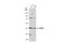 Protein Arginine Methyltransferase 1 antibody, NBP2-43744, Novus Biologicals, Western Blot image 