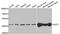 Glutamic-Oxaloacetic Transaminase 1 antibody, LS-B12910, Lifespan Biosciences, Western Blot image 