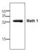 mATH1 antibody, AP00308PU-N, Origene, Western Blot image 