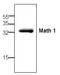 Atonal BHLH Transcription Factor 1 antibody, AP00308PU-N, Origene, Western Blot image 