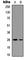 Troponin I3, Cardiac Type antibody, abx133054, Abbexa, Western Blot image 