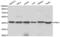 Flap Structure-Specific Endonuclease 1 antibody, abx001089, Abbexa, Western Blot image 