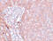 NADH:Ubiquinone Oxidoreductase Subunit B9 antibody, 5663, ProSci, Immunohistochemistry frozen image 