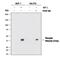 AKT1 Substrate 1 antibody, MAB68901, R&D Systems, Western Blot image 