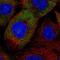 Eukaryotic Translation Initiation Factor 3 Subunit K antibody, NBP2-56764, Novus Biologicals, Immunofluorescence image 