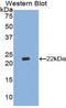 Interferon Beta 1 antibody, LS-C297886, Lifespan Biosciences, Western Blot image 