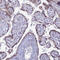 Family With Sequence Similarity 3 Member C antibody, HPA043376, Atlas Antibodies, Immunohistochemistry paraffin image 