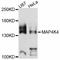 Mitogen-Activated Protein Kinase Kinase Kinase Kinase 4 antibody, abx126123, Abbexa, Western Blot image 