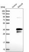Enkurin, TRPC Channel Interacting Protein antibody, PA5-58028, Invitrogen Antibodies, Western Blot image 