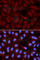 Surfactant Protein C antibody, A1835, ABclonal Technology, Immunofluorescence image 