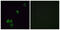 Olfactory Receptor Family 2 Subfamily G Member 3 antibody, GTX87021, GeneTex, Immunofluorescence image 