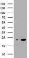 NME/NM23 Nucleoside Diphosphate Kinase 1 antibody, TA801313, Origene, Western Blot image 